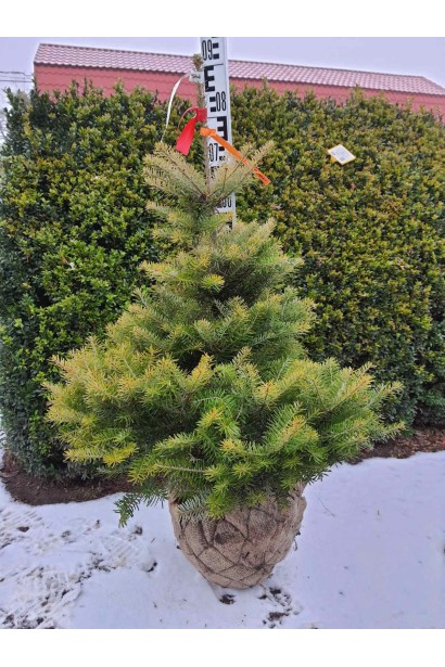 Пихта корейская - ком30кг/вис.80-100см/Ø35-40см